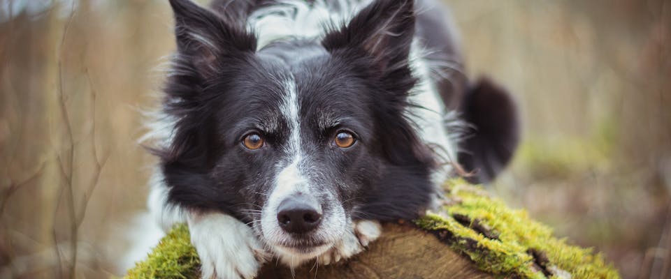 A Border Collie laying on a tree trunk in the forest