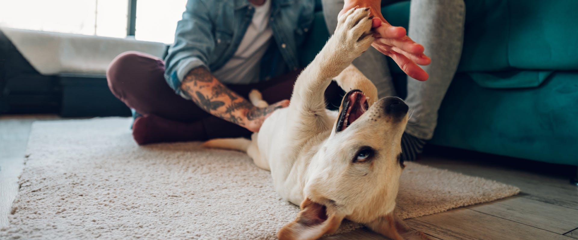 Dog lying on its back playing with two people.