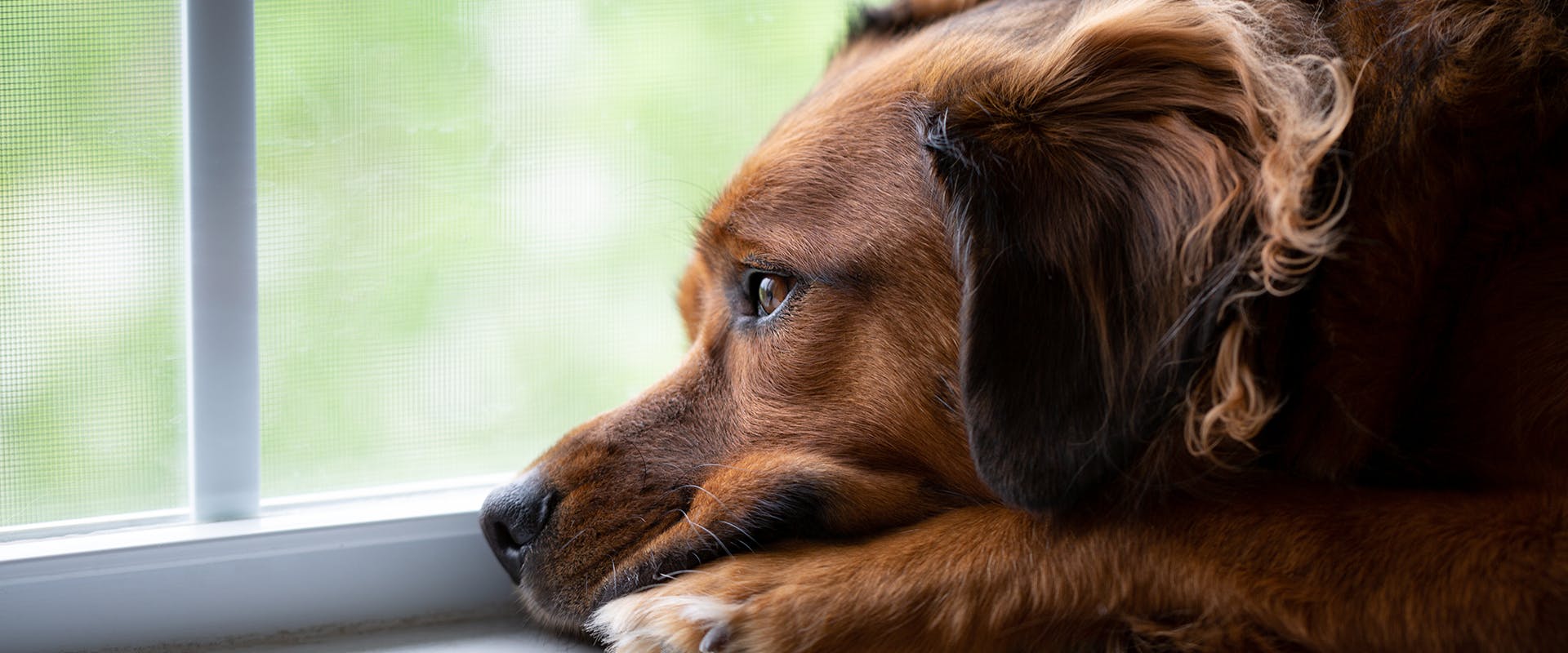 A dog with separation anxiety looking longingly out the window