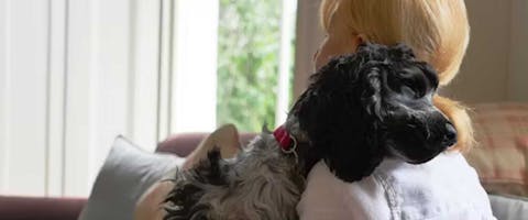 Spaniel cuddling their dog sitter at home. 