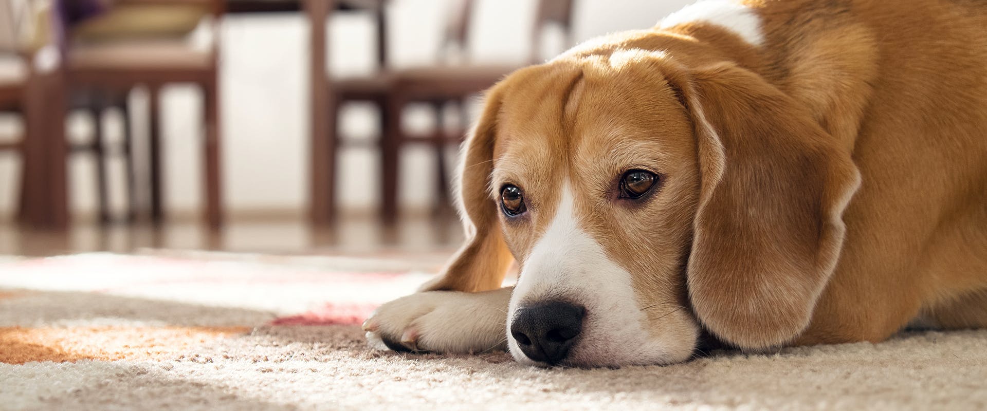 A dog laying down, looking morose