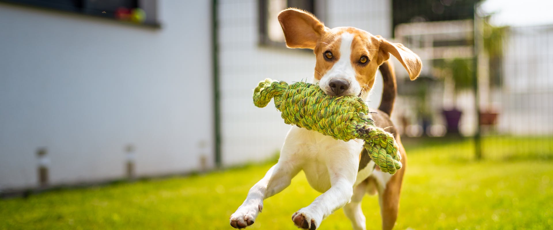 A dog running in a garden with a chew toy in its mouth.