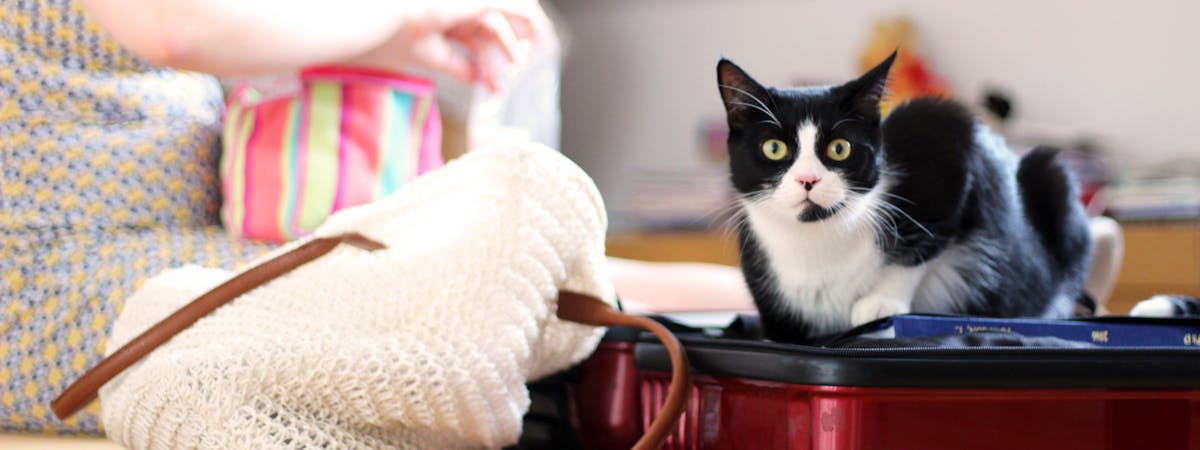 A black and white cat sitting inside an open suitcase