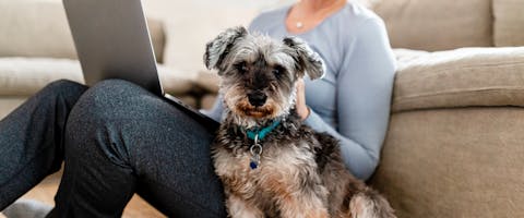 a small terrier mix sat facing the camera next to a woman sitting against a couch on a laptop